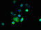 Ring Finger Protein 182 antibody, LS-C378263, Lifespan Biosciences, Immunofluorescence image 