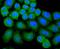 Glutathione Peroxidase 1 antibody, NBP2-66874, Novus Biologicals, Immunocytochemistry image 