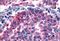 Metabotropic glutamate receptor 6 antibody, MBS240880, MyBioSource, Immunohistochemistry paraffin image 