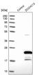 Zinc Finger CCHC-Type Containing 13 antibody, PA5-51918, Invitrogen Antibodies, Western Blot image 