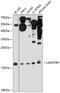 Late Endosomal/Lysosomal Adaptor, MAPK And MTOR Activator 1 antibody, GTX65564, GeneTex, Western Blot image 