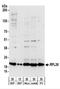 Ribosomal Protein L26 antibody, NBP2-22233, Novus Biologicals, Western Blot image 