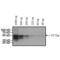 Non-structural protein V antibody, ENZ-ABS287-0050, Enzo Life Sciences, Western Blot image 