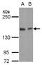MG160 antibody, LS-C155294, Lifespan Biosciences, Western Blot image 