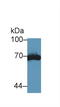 Plasminogen Activator, Tissue Type antibody, LS-C295939, Lifespan Biosciences, Western Blot image 