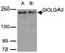 Golgin subfamily A member 3 antibody, NBP1-30963, Novus Biologicals, Western Blot image 