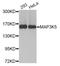 Mitogen-Activated Protein Kinase Kinase Kinase 5 antibody, LS-C334609, Lifespan Biosciences, Western Blot image 