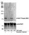 Cell cycle checkpoint protein RAD17 antibody, A300-153A, Bethyl Labs, Western Blot image 