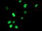 UNG1 antibody, TA503533, Origene, Immunofluorescence image 