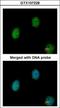 BEN Domain Containing 5 antibody, GTX107228, GeneTex, Immunocytochemistry image 