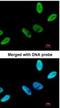 Chromosome 9 Open Reading Frame 78 antibody, NBP1-32518, Novus Biologicals, Immunocytochemistry image 