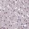 Hematological and neurological expressed 1 protein antibody, HPA059729, Atlas Antibodies, Immunohistochemistry frozen image 