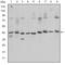 Cyclic AMP-responsive element-binding protein 1 antibody, AM06613SU-N, Origene, Western Blot image 