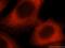 BCAR1 Scaffold Protein, Cas Family Member antibody, 16815-1-AP, Proteintech Group, Immunofluorescence image 