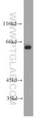 RNA Binding Protein With Serine Rich Domain 1 antibody, 10555-1-AP, Proteintech Group, Western Blot image 