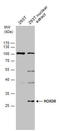 Homeobox D8 antibody, GTX129324, GeneTex, Western Blot image 