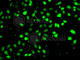 Nudix Hydrolase 2 antibody, A6868, ABclonal Technology, Immunofluorescence image 