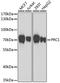 Protein Regulator Of Cytokinesis 1 antibody, A7029, ABclonal Technology, Western Blot image 