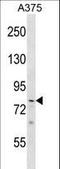 PHD finger protein 21A antibody, LS-C163568, Lifespan Biosciences, Western Blot image 