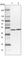 Regulator Of Chromosome Condensation 1 antibody, HPA027573, Atlas Antibodies, Western Blot image 