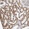 Zinc Finger FYVE-Type Containing 16 antibody, PA5-57470, Invitrogen Antibodies, Immunohistochemistry frozen image 