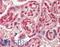 Ring-Box 1 antibody, LS-B12354, Lifespan Biosciences, Immunohistochemistry paraffin image 