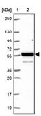 Synaptotagmin 11 antibody, PA5-64151, Invitrogen Antibodies, Western Blot image 