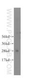Mitochondrial Ribosome Recycling Factor antibody, 12357-2-AP, Proteintech Group, Western Blot image 