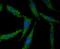 NLR Family CARD Domain Containing 3 antibody, NBP2-75594, Novus Biologicals, Immunocytochemistry image 