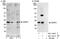 Zinc And Ring Finger 2 antibody, NBP1-28715, Novus Biologicals, Western Blot image 
