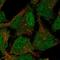 Centlein antibody, HPA007201, Atlas Antibodies, Immunofluorescence image 