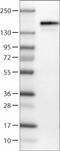 Anillin antibody, NBP2-52907, Novus Biologicals, Western Blot image 