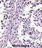 Relaxin 1 antibody, abx027652, Abbexa, Immunohistochemistry paraffin image 