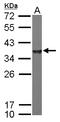 NSF Attachment Protein Alpha antibody, LS-B10830, Lifespan Biosciences, Western Blot image 