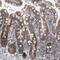 Proline Rich Coiled-Coil 2C antibody, HPA025766, Atlas Antibodies, Immunohistochemistry frozen image 