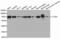 Leukotriene A4 Hydrolase antibody, MBS129204, MyBioSource, Western Blot image 