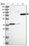 Sterile Alpha Motif Domain Containing 15 antibody, NBP1-90726, Novus Biologicals, Western Blot image 
