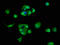 Ribosomal Protein L11 antibody, LS-C210930, Lifespan Biosciences, Immunofluorescence image 