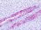 G Protein-Coupled Bile Acid Receptor 1 antibody, orb85009, Biorbyt, Immunohistochemistry paraffin image 