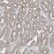 Neurolysin antibody, HPA031862, Atlas Antibodies, Immunohistochemistry frozen image 