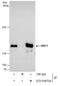 Structural Maintenance Of Chromosomes 1A antibody, GTX109724, GeneTex, Immunoprecipitation image 