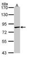 E3 ubiquitin-protein ligase TRIM36 antibody, GTX106290, GeneTex, Western Blot image 