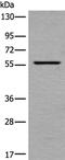 U-Box Domain Containing 5 antibody, PA5-67607, Invitrogen Antibodies, Western Blot image 