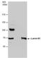 Lamin B1 antibody, PA5-78043, Invitrogen Antibodies, Immunoprecipitation image 