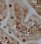 CDGSH Iron Sulfur Domain 2 antibody, FNab01719, FineTest, Immunohistochemistry frozen image 