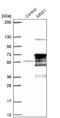 Meiosis Specific Nuclear Structural 1 antibody, NBP1-83764, Novus Biologicals, Western Blot image 