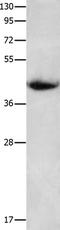Ciliary neurotrophic factor receptor subunit alpha antibody, TA324164, Origene, Western Blot image 