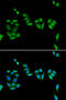 Jade Family PHD Finger 1 antibody, 14-521, ProSci, Immunofluorescence image 