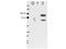RBM35B antibody, NBP1-77972, Novus Biologicals, Western Blot image 