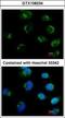 Metabotropic glutamate receptor 6 antibody, GTX108234, GeneTex, Immunocytochemistry image 